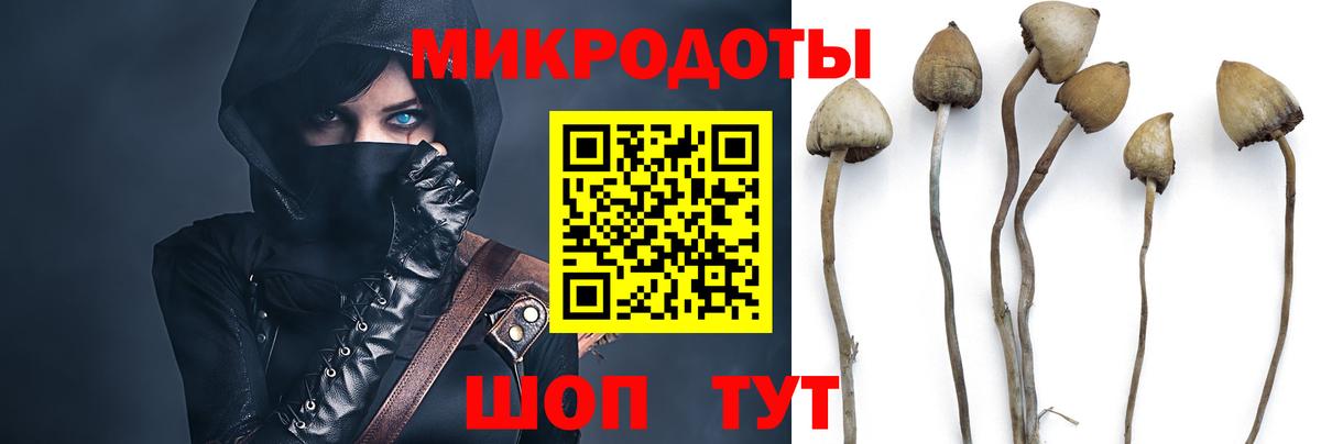 Псилоцибиновые грибы Psilocybe  Вход с VPN  Углич 